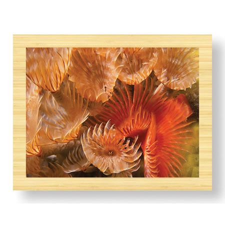 Jones and Shimlock Limited Edition Ready to Hang Giclee on Sustainable Bamboo: "Feather Duster Colony"
