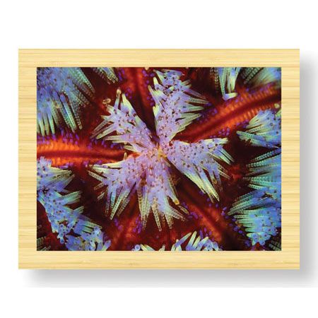 Jones and Shimlock Limited Edition Ready to Hang Giclee on Sustainable Bamboo: "Fire Urchin"