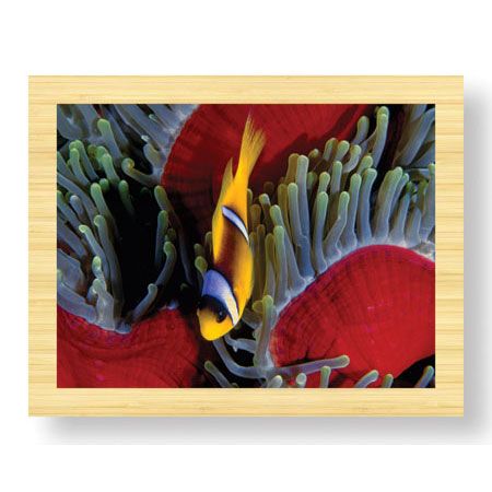 Jones and Shimlock Limited Edition Ready to Hang Giclee on Sustainable Bamboo: "Red Sea Anemonefish"