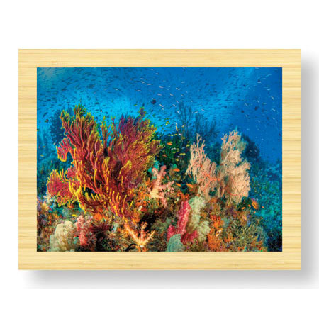 Jones and Shimlock Limited Edition Ready to Hang Giclee on Sustainable Bamboo: "Reef Scenic 3"