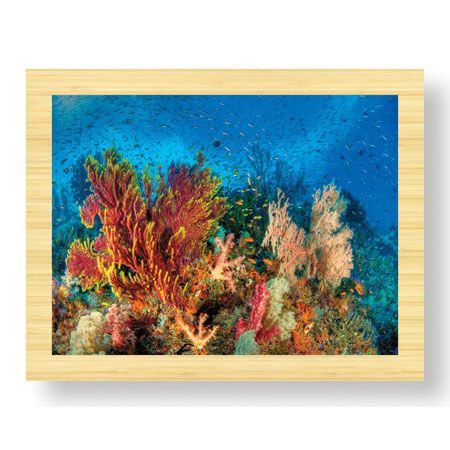 Jones and Shimlock Limited Edition Ready to Hang Giclee on Sustainable Bamboo: "Reef Scenic 3"