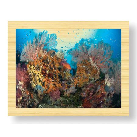 Jones and Shimlock Limited Edition Ready to Hang Giclee on Sustainable Bamboo: "Reef Scenic 4"