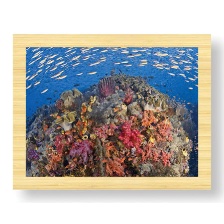 Jones and Shimlock Limited Edition Ready to Hang Giclee on Sustainable Bamboo: "Reef Scenic 6"