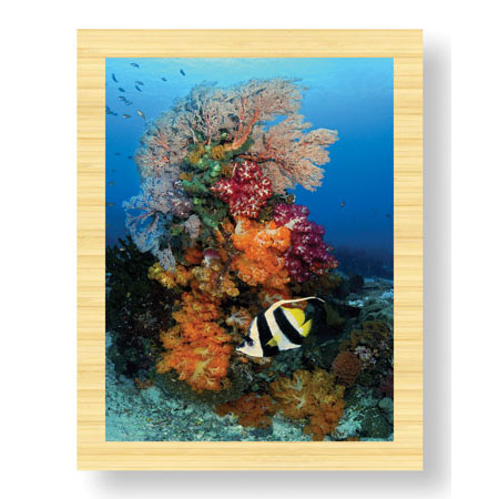Jones and Shimlock Limited Edition Ready to Hang Giclee on Sustainable Bamboo: "Reef Scenic 7"
