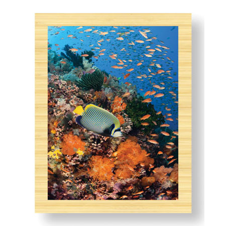 Jones and Shimlock Limited Edition Ready to Hang Giclee on Sustainable Bamboo: "Reef Scenic 8"