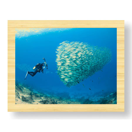 Jones and Shimlock Limited Edition Ready to Hang Giclee on Sustainable Bamboo: "Schooling Ox-eye Scads and Photographer"