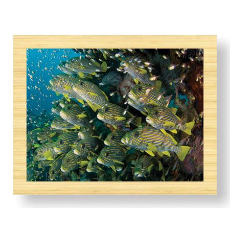 Jones and Shimlock Limited Edition Ready to Hang Giclee on Sustainable Bamboo: "Schooling Sweetlips with Glassfish"