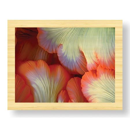 Jones and Shimlock Limited Edition Ready to Hang Giclee on Sustainable Bamboo: "Sea Anemone"
