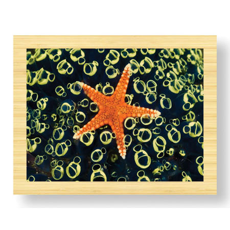 Jones and Shimlock Limited Edition Ready to Hang Giclee on Sustainable Bamboo: "Sea Star on Sea Squirts Colony"
