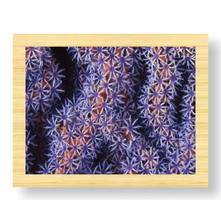 Jones and Shimlock Limited Edition Ready to Hang Giclee on Sustainable Bamboo: "Seafan"