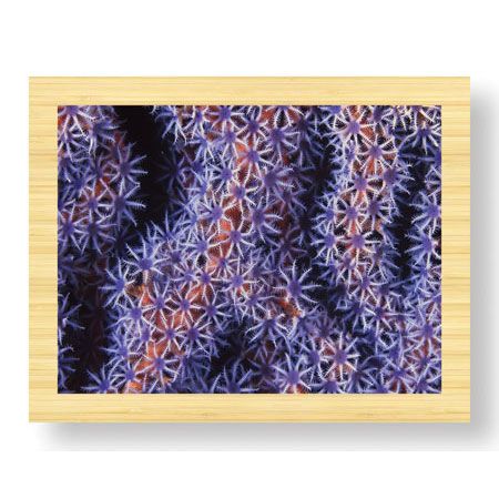 Jones and Shimlock Limited Edition Ready to Hang Giclee on Sustainable Bamboo: "Seafan"