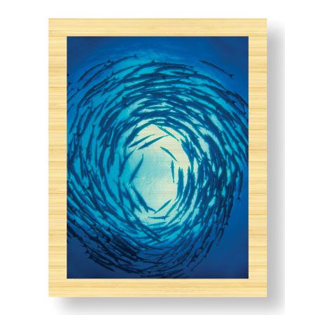 Jones and Shimlock Limited Edition Ready to Hang Giclee on Sustainable Bamboo: "Swirling Barracuda"