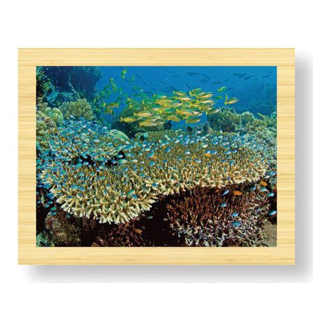 Jones and Shimlock Limited Edition Ready to Hang Giclee on Sustainable Bamboo: "Table Coral and Reef Fish"