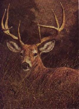 JORGE MAYOL 19X26 Secondary Market Art: "PEACEFUL WHITETAIL DEE"