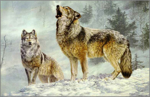 JORGE MAYOL 28X19 Secondary Market Art: "SOLO SINGER GRAYWOLVES"
