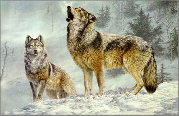 JORGE MAYOL 28X19 Secondary Market Art: "SOLO SINGER GRAYWOLVES"