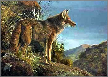 JORGE MAYOL  Secondary Market Art: "EVENING CALM COYOTE"