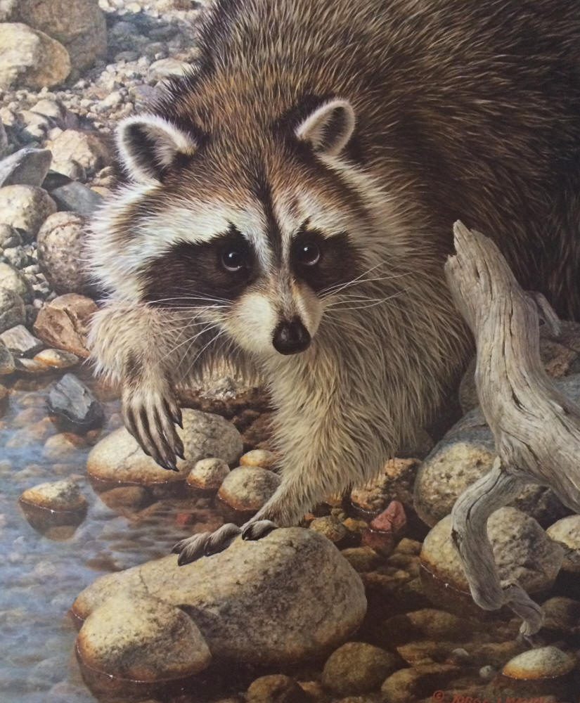 Jorge Mayol Signed by the Artist Limited Edition Paper Lithograph:"Summer Evening - Raccoon"