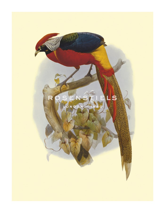 Joseph Wolfe Hand Numbered Limited Edition Print on Paper :"Hybrid Pheasant"