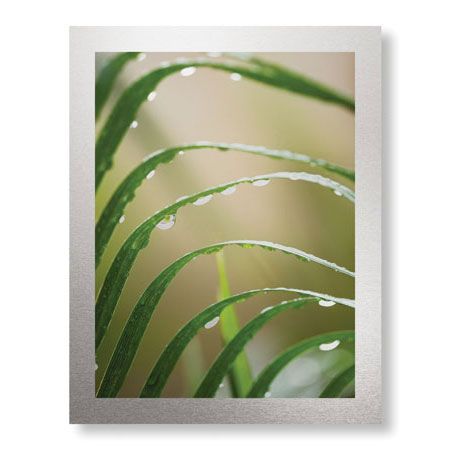 Joy Doherty Limited Edition Ready to Hang Giclee on Brushed Aluminum: "After the Rain II"