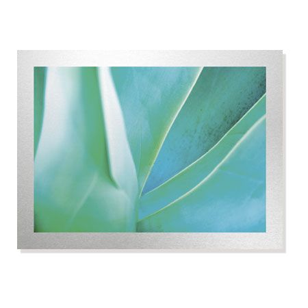 Joy Doherty Limited Edition Ready to Hang Giclee on Brushed Aluminum: "Agave I"