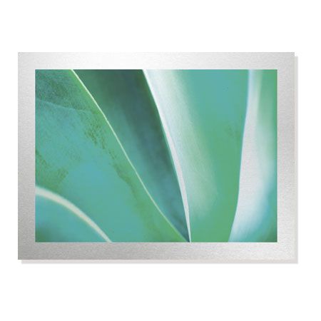 Joy Doherty Limited Edition Ready to Hang Giclee on Brushed Aluminum: "Agave II"