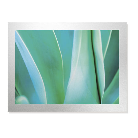 Joy Doherty Limited Edition Ready to Hang Giclee on Brushed Aluminum: "Agave III"