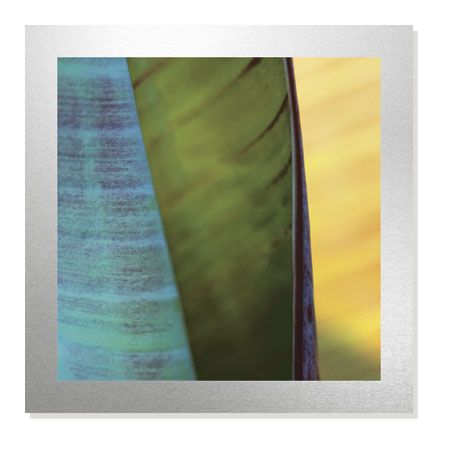 Joy Doherty Limited Edition Ready to Hang Giclee on Brushed Aluminum: "Banana Leaves I"