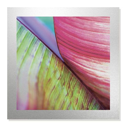 Joy Doherty Limited Edition Ready to Hang Giclee on Brushed Aluminum: "Banana Leaves II"