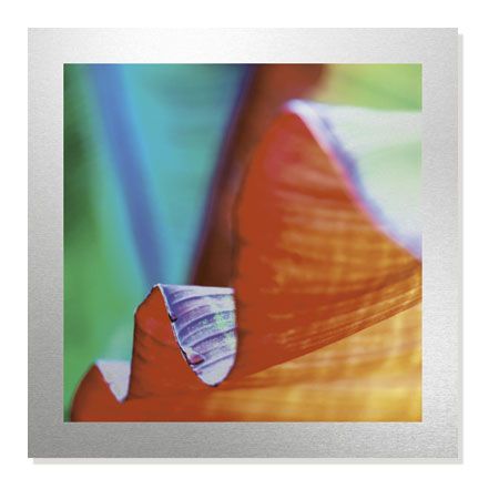 Joy Doherty Limited Edition Ready to Hang Giclee on Brushed Aluminum: "Banana Leaves III"