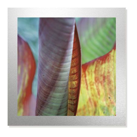 Joy Doherty Limited Edition Ready to Hang Giclee on Brushed Aluminum: "Banana Leaves IV"