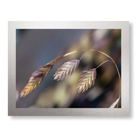 Joy Doherty Limited Edition Ready to Hang Giclee on Brushed Aluminum: "River Grasses III"