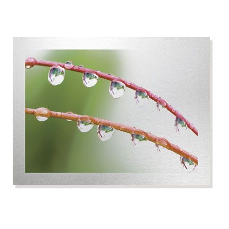 Joy Doherty Limited Edition Ready to Hang Giclee on Brushed Aluminum: "Wild Grasses II"