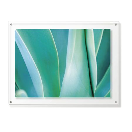 Joy Doherty Limited Edition Ready to Hang Giclee on Clear Acrylic: "Agave III"