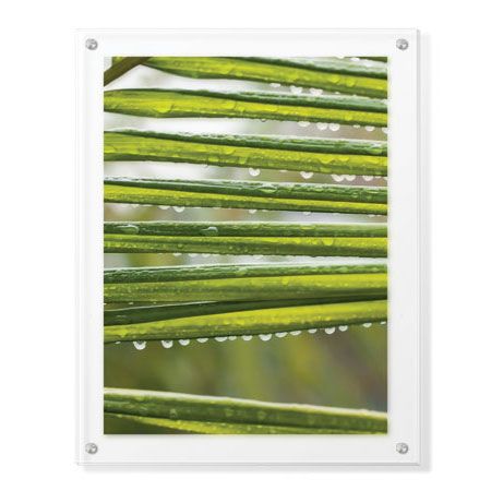 Joy Doherty Limited Edition Ready to Hang Giclee on Clear Acrylic: "Agave IV"