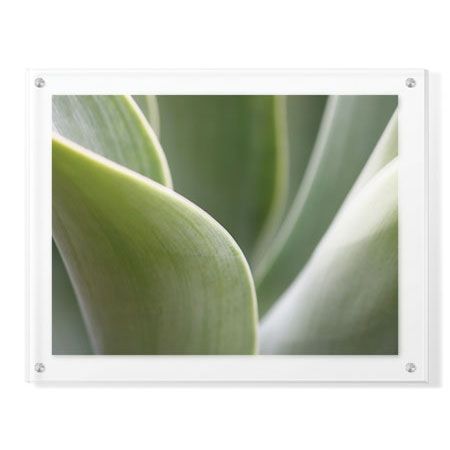 Joy Doherty Limited Edition Ready to Hang Giclee on Clear Acrylic: "Agave V"