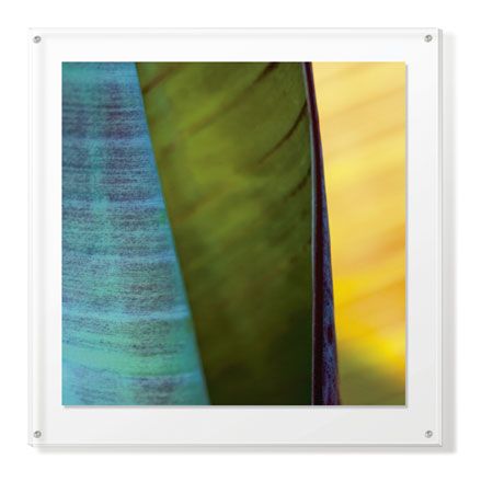 Joy Doherty Limited Edition Ready to Hang Giclee on Clear Acrylic: "Banana Leaves I"