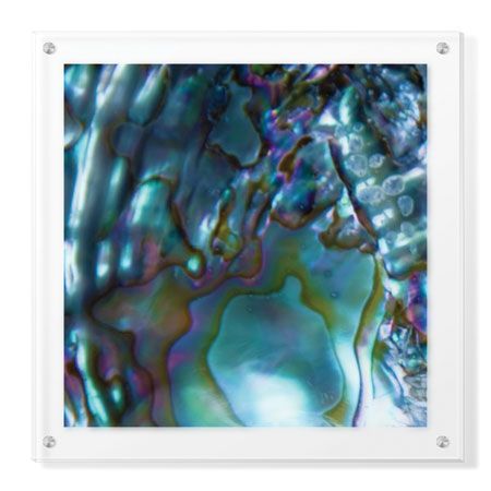 Joy Doherty Limited Edition Ready to Hang Giclee on Clear Acrylic: "Iridescent Shell III"