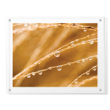Joy Doherty Limited Edition Ready to Hang Giclee on Clear Acrylic: "Morning Dew I"