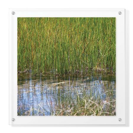 Joy Doherty Limited Edition Ready to Hang Giclee on Clear Acrylic: "River Reeds II"