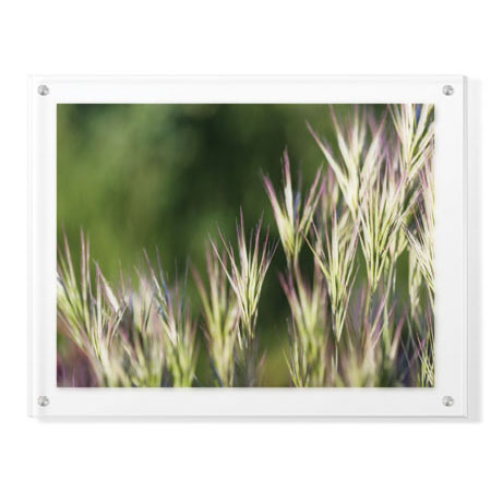 Joy Doherty Limited Edition Ready to Hang Giclee on Clear Acrylic: "Thistle Down II"