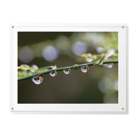 Joy Doherty Limited Edition Ready to Hang Giclee on Clear Acrylic: "Wild Grasses I"