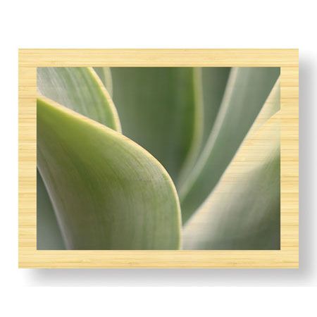 Joy Doherty Limited Edition Ready to Hang Giclee on Sustainable Bamboo: "Agave V"