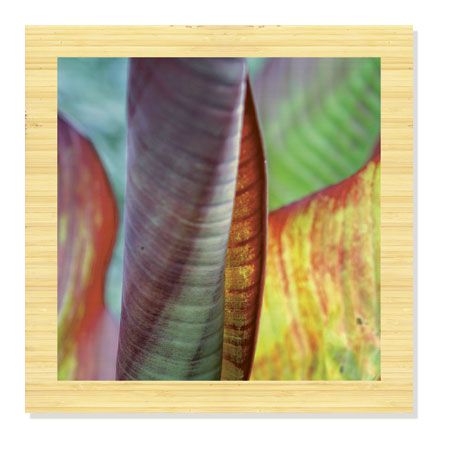 Joy Doherty Limited Edition Ready to Hang Giclee on Sustainable Bamboo: "Banana Leaves IV"