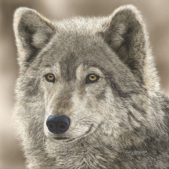 Judy Larson Artist Signed Limited Edition Canvas Giclee:"Play Wolf"