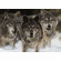 Judy Larson Handsigned & Numbered Limited Edition Print:"The Pursued "
