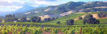 June Carey Handsigned and Numbered Limited Edition Giclee on Canvas:"Song of the Wine Country"