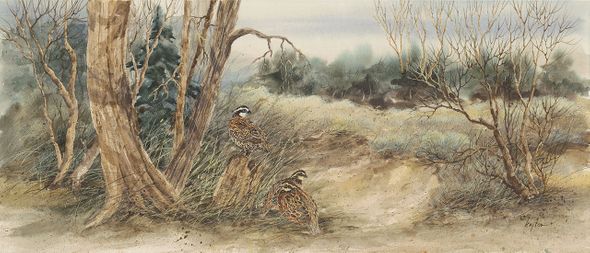 Kay Fox Limited Edition Museum Quality Gicl&eacute;e: "Quail"