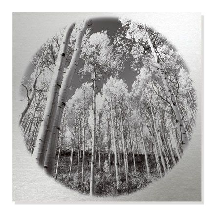 Ken Paul Limited Edition Ready to Hang Giclee on Brushed Aluminum: "Sunlit Forest"