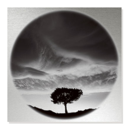 Ken Paul Limited Edition Ready to Hang Giclee on Brushed Aluminum: "Sunlit Tree"